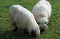 061._twe_schapen_van_freddy._1.jpg
