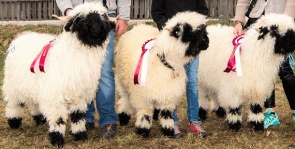 48walliser_schwarznasen_-_kilbern_6597.jpg